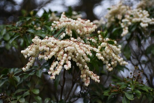 Branches with flowers of Pieris japonica, the Japanese andromeda or Japanese pieris.