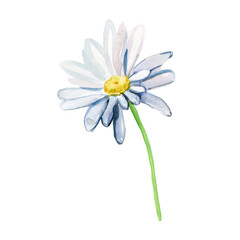 Obraz premium Delicate hand-painted watercolor daisy with soft blue and lavender petals, a bright yellow center and a slender green stem on a clean white background. A fresh botanical floral illustration.