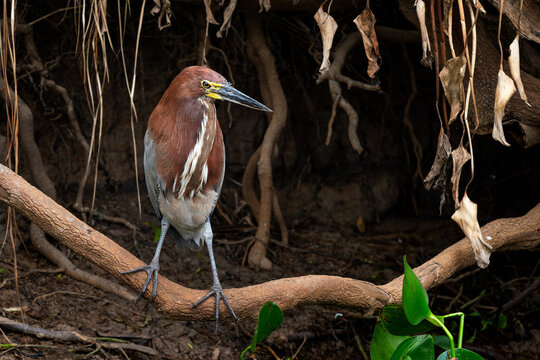 Rufescent Tiger Heron - Tigrisoma lineatum, beautiful colored heron found in wetlands from Central America and South America, Pantanal, Brazil.