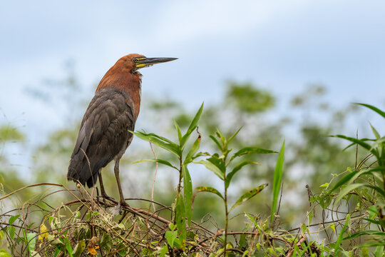 Rufescent Tiger Heron - Tigrisoma lineatum, beautiful colored heron found in wetlands from Central America and South America, Pantanal, Brazil.