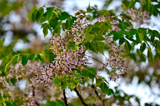 Chinaberry tree // Indischer Zederachbaum (Melia azedarach)