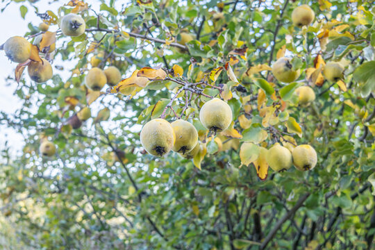 Ripe quince fruits hanging from the branches of the quince tree among green and yellow leaves, evoking the autumn harvest in a natural orchard.