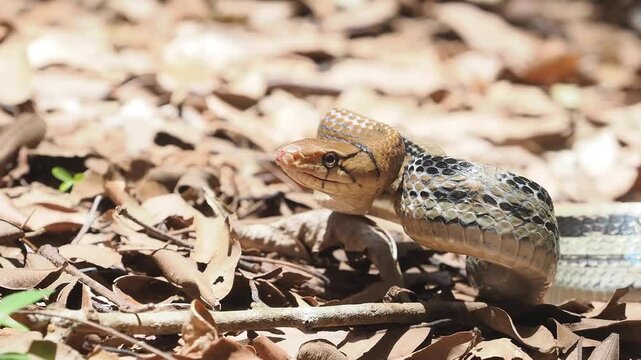 Coelognathus radiatus is a non-venomous snake commonly found in southeast asia and thailand