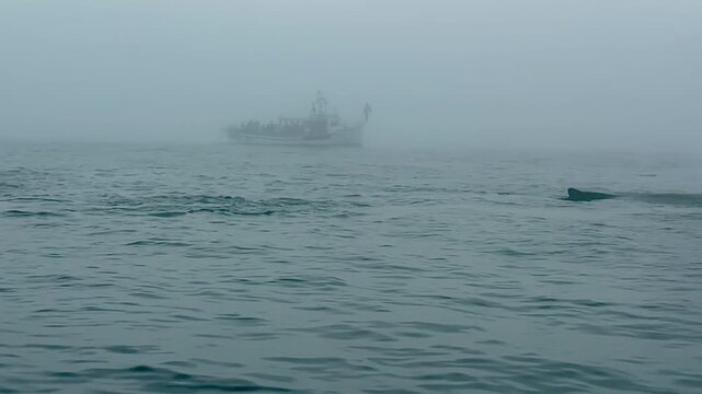 Whales in Bay of Fundy, Nova Scotia