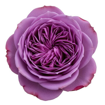 Close-up of a purple rose with detailed petals