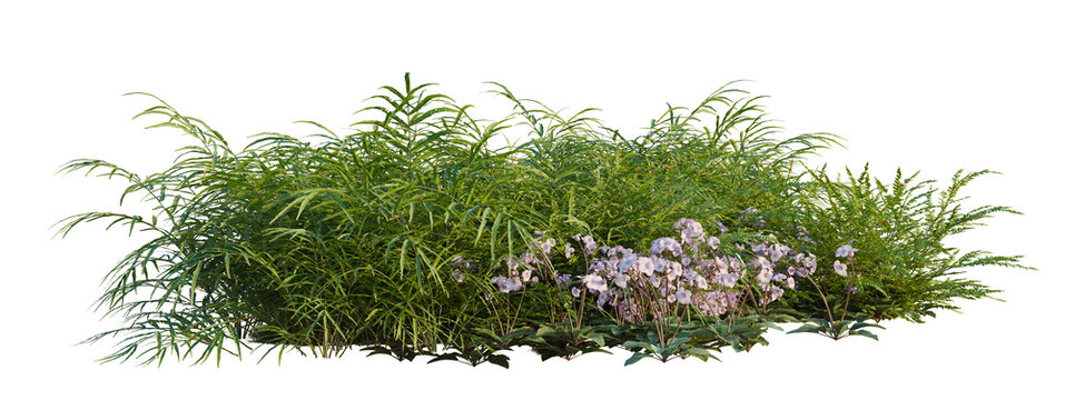 Paraboea neurophylla, Polystichum craspedosorum and Pte tree shrub, plant bush, cutout, isolate transparent background