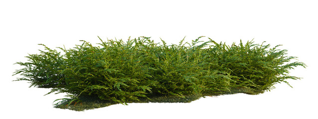 Obraz premium Polystichum craspedosorum tree shrub, plant bush, cutout, isolate transparent background, Dense Green Ground Cover Bush with Natural Edge - Perfect for Landscape Design Elements and Backgrounds