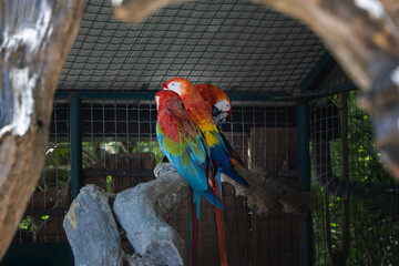 Three vibrant red and blue macaws perched together on a wooden branch inside an aviary cage. © Framelum