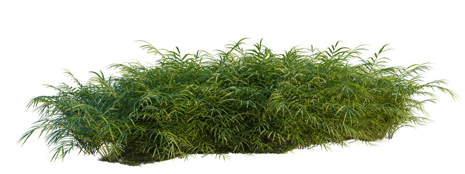 Pteris umbrosa tree shrub, plant bush, cutout, isolate transparent background, Dense Green Grass Patch with Fine Details - Perfect for Landscape Design and Nature Backgrounds