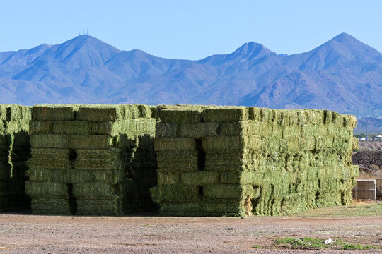 Stacked hay bales at an agricultural storage yard with mountains in the background, illustrating livestock feed production, farming, and agricultural supply chains