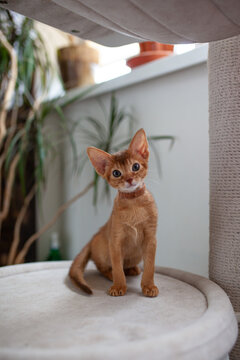 Cute Abyssinian sorrel kitten sitting on cat tree perch looking at the camera. Curiosity and playful nature of young Abyssinian cat. Pet care, domestic life.