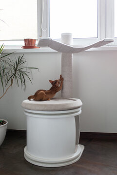 Abyssinian kitten sharpening claws on modern cat tree at home. Contemporary cat tower in cozy home interior, pet care.