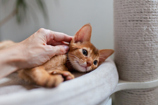 Close-up of human hand gently petting small Abyssinian kitten resting on cat tree. Animal care, tenderness, and domestic comfort.