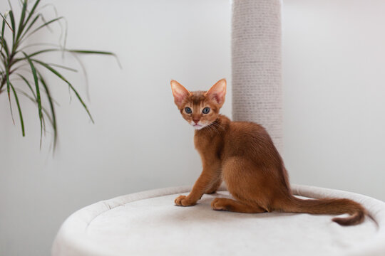 Adorable Abyssinian kitten sitting on cat tree indoors looking directly at camera.  Pet care, modern home interior. Copy space.