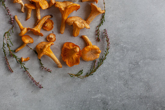 Top-down view of fresh, raw chanterelle mushrooms on rustic grey stone surface with dried heather. Natural, healthy, organic cooking, forest-to-table cuisine. Copy space.