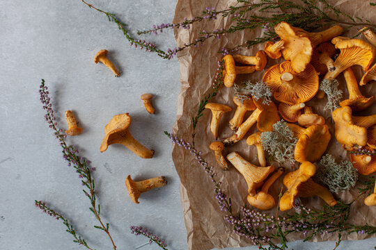 Top-down view of fresh, raw chanterelle mushrooms arranged on rustic background with heather and moss. Natural forest-to-table aesthetic. Seasonal foraging, autumn harvest, organic gourmet cooking.