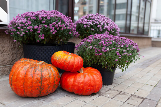 Orange pumpkins and purple chrysanthemums arranged on city sidewalk for autumn decoration.Cozy autumn outdoor scene, harvest theme, urban autumn decor, Halloween holiday design.