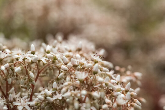 A close-up of small white sedum flowers with dew drops.
