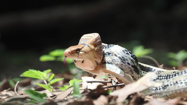 Coelognathus radiatus is a non-venomous snake commonly found in southeast asia and thailand