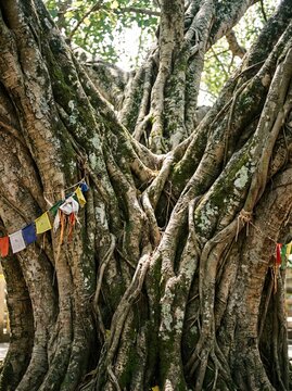 Banyan tree roots with colorful prayer flags tied to trunk