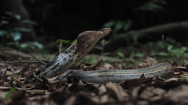 Coelognathus radiatus is a non-venomous snake commonly found in southeast asia and thailand