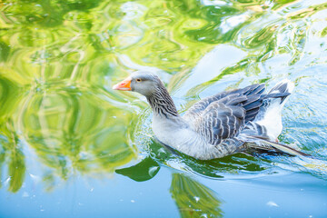 A graceful grey goose © wundermann