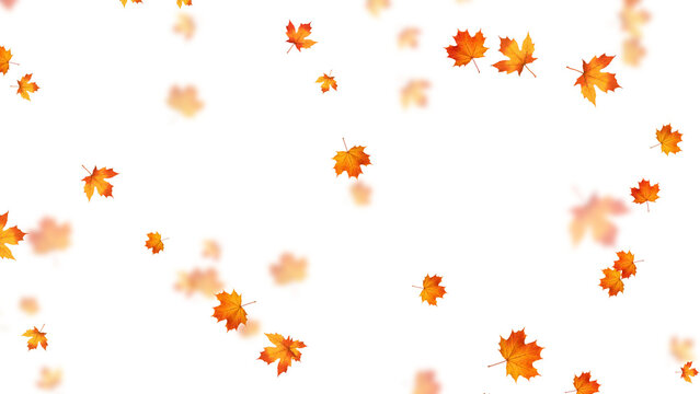colorful autumn leaves falling isolated on transparent background,png leaf fall thanksgiving and Halloween celebration stream overlay social media design element