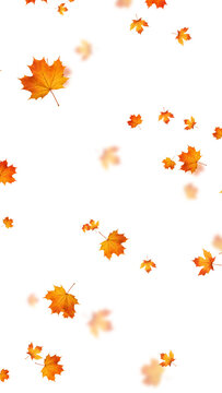 colorful autumn leaves pattern isolated on transparent background,png leaf thanksgiving and Halloween celebration stream overlay vertical social media design element