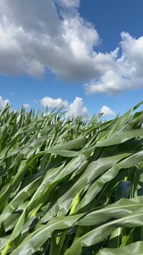 Green corn stalks sway in the wind in a field. Vertical video format