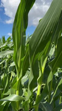 tall green corn stalks swaying in the wind in a sunny field under a blue sky with clouds