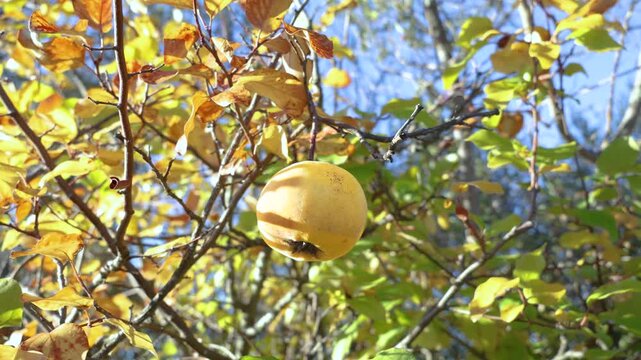 Ripe quince fruits hanging from the branches of the quince tree among green and yellow leaves, evoking the autumn harvest in a natural orchard.