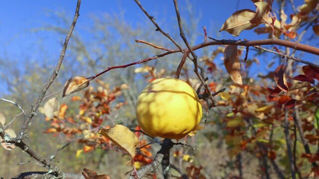 Ripe quince fruits hanging from the branches of the quince tree among green and yellow leaves, evoking the autumn harvest in a natural orchard.