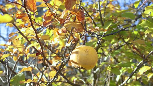 Ripe quince fruits hanging from the branches of the quince tree among green and yellow leaves, evoking the autumn harvest in a natural orchard.