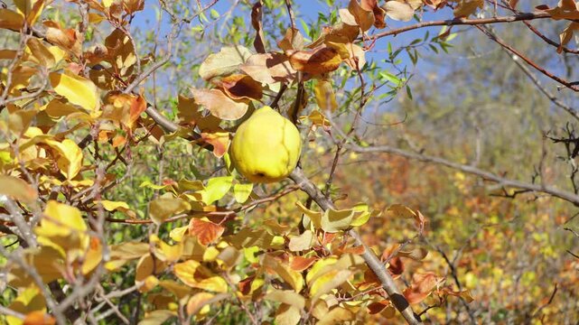 Ripe quince fruits hanging from the branches of the quince tree among green and yellow leaves, evoking the autumn harvest in a natural orchard.