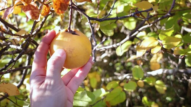 Gathering ripe quinces hanging from the branches of the quince tree amidst green and yellow leaves, evoking the autumn harvest in a natural orchard.