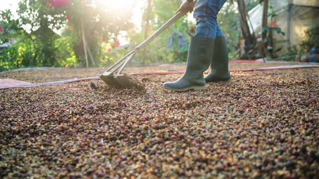the process of sun-drying coffee beans after harvesting