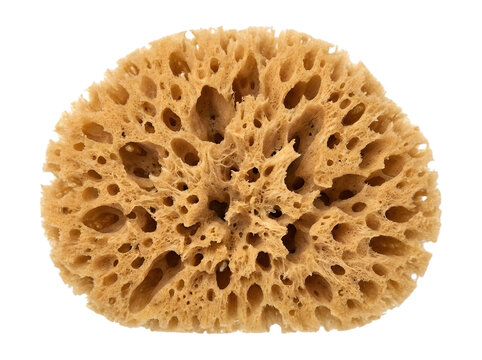 A close-up studio shot of a natural sea sponge with intricate porous textures isolated on a white background