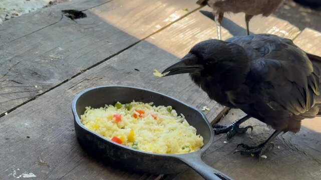 Crow eats fried rice, fends off competitor