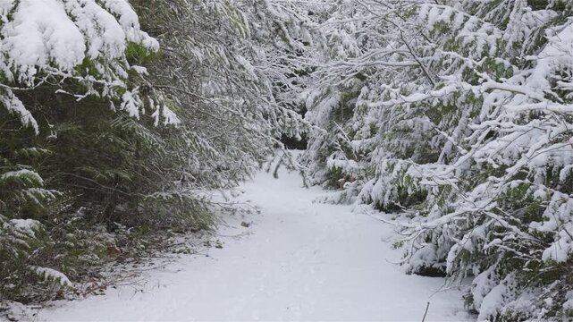 Snowy Forest Trail Covered With Fresh White Snow Amidst Winter Evergreen Trees