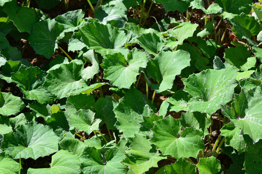 Lush Green Butterbur Leaves in Garden, Tussilago farfara