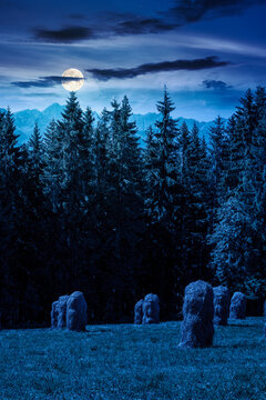 rural landscape with coniferous forest on a green hill at night. full moon over spruce trees on grassy meadow in tatra mountains. summer vacation in poland. mysterious fantasy