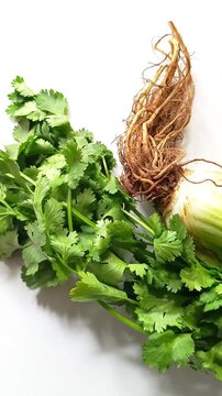 Fresh organic celery stalk with root and green cilantro bunch on isolated white background in Guatemala