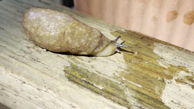 Big slug climbs a garden pot	