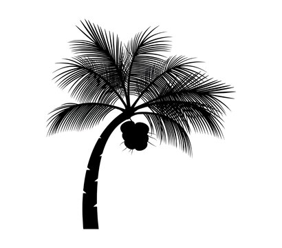 palm tree silhouette on white background 