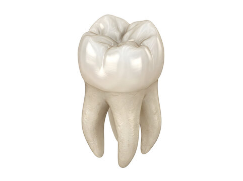 Highly detailed and realistic illustration of a human molar tooth displaying enamel ridges and visible root structure on a clear transparent background