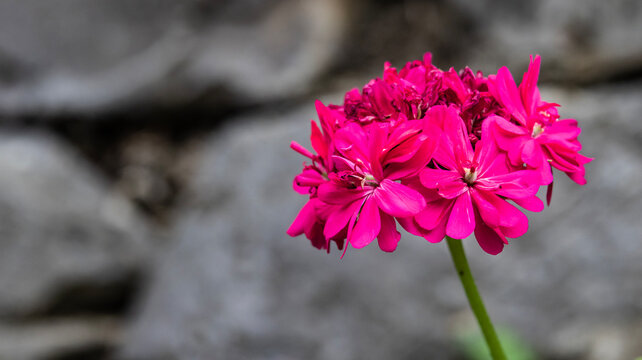 Pink silene flower on stone background with copy space