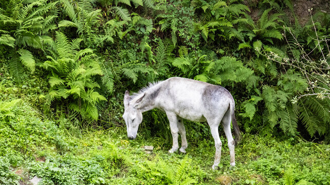 Grey donkey grazing in front of a green fern background