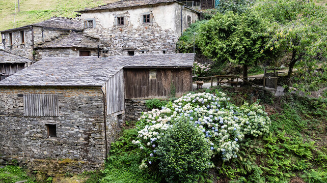 Traditional stone house with blooming hydrangea bush