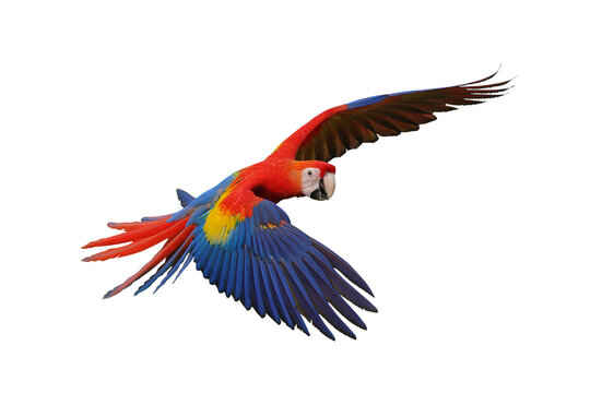 Colorful flying Scarlet Macaw parrot isolated on transparent background png file	