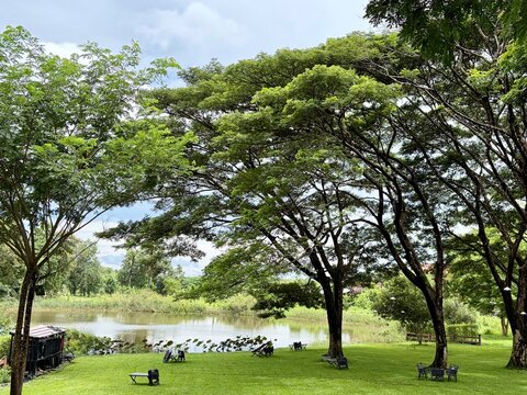 Lush green park with large Rain tree or East Indian walnut and a calm pond, in a sunny day, summer camp